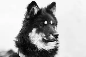 Shopify Image Resizer